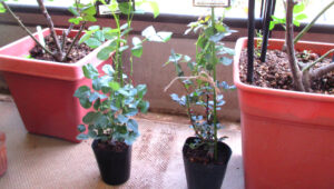 バラの新苗が届いたらまずどうする？｜植え替え前の管理方法