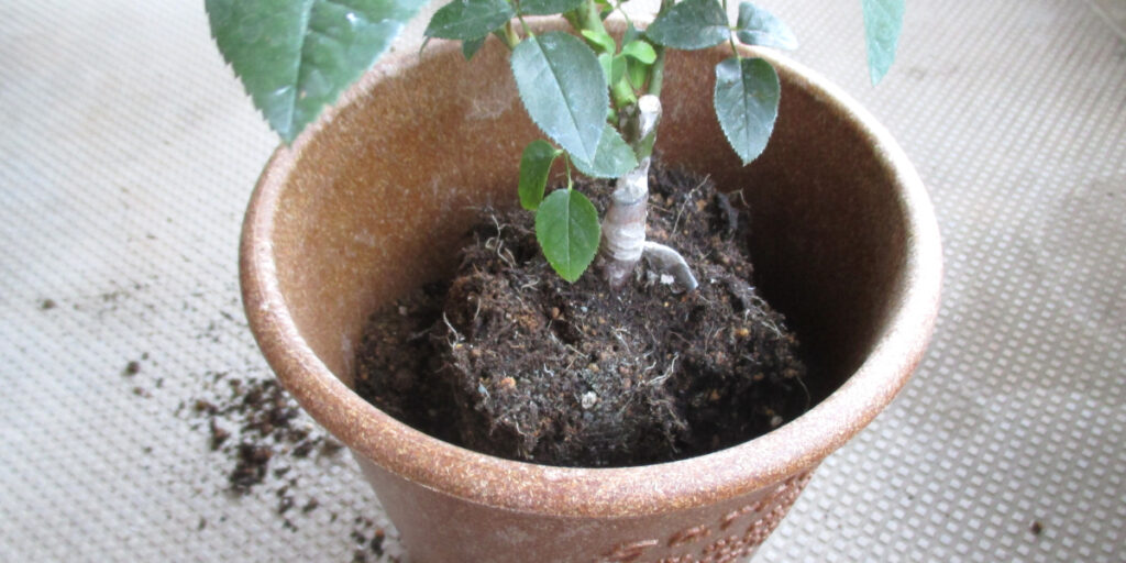 バラの植え替えは時期が重要