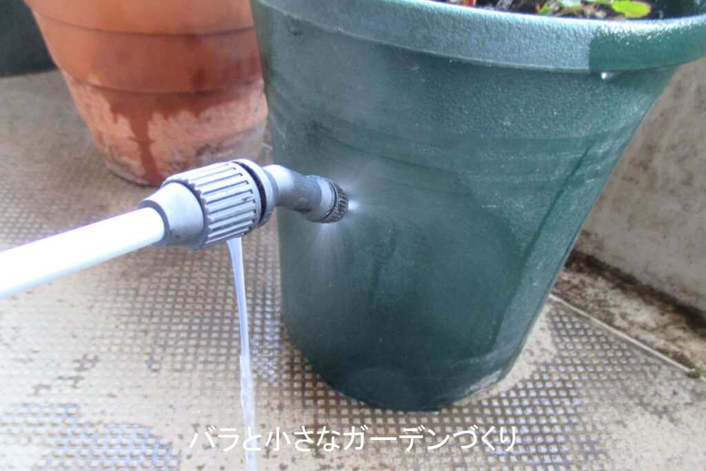 バラの鉢にニームオイルを散布