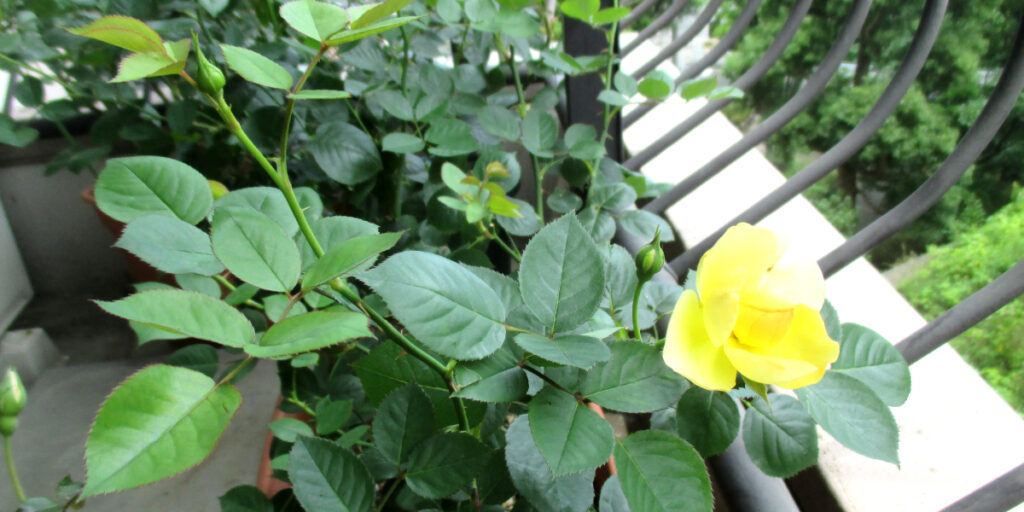 もう少しで開花するバラ