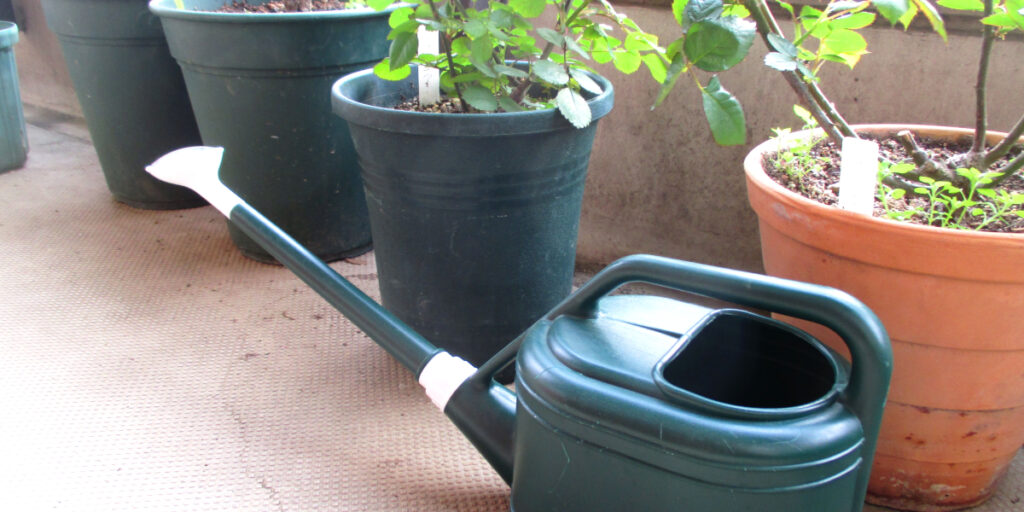 バラの鉢とジョウロ