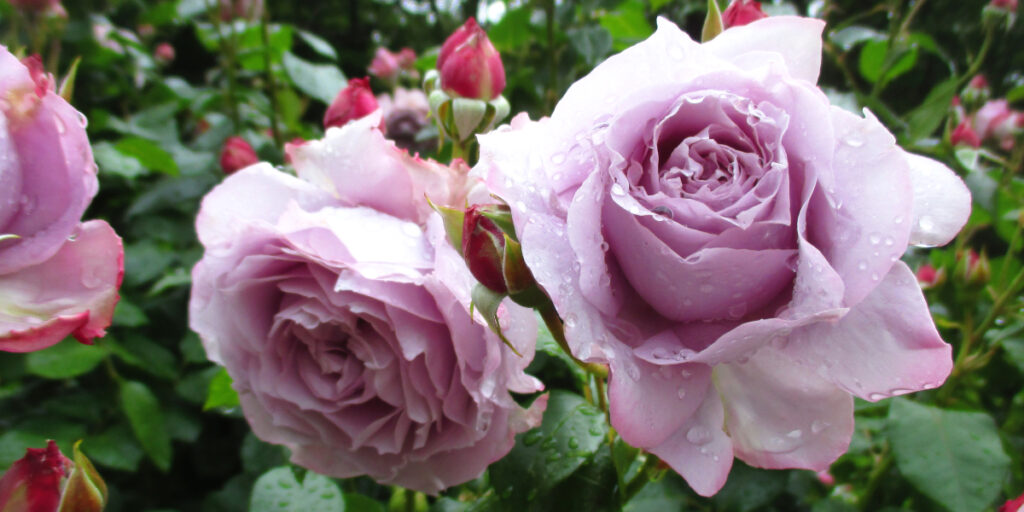 バラ ノヴァーリス