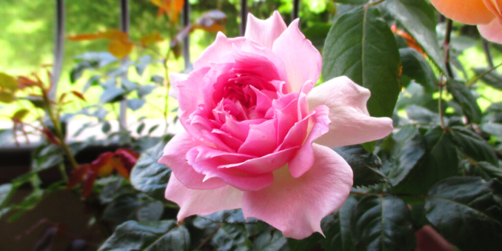 ベランダで咲くバラ