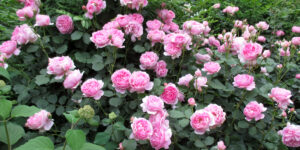 1、バラ育てってどんな感じ？難しい？ちょっと気になっている「あなた」へ