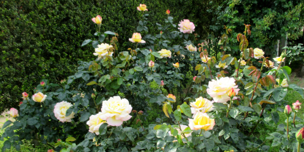 花径１３ｃｍの巨大な花を咲かせるピース