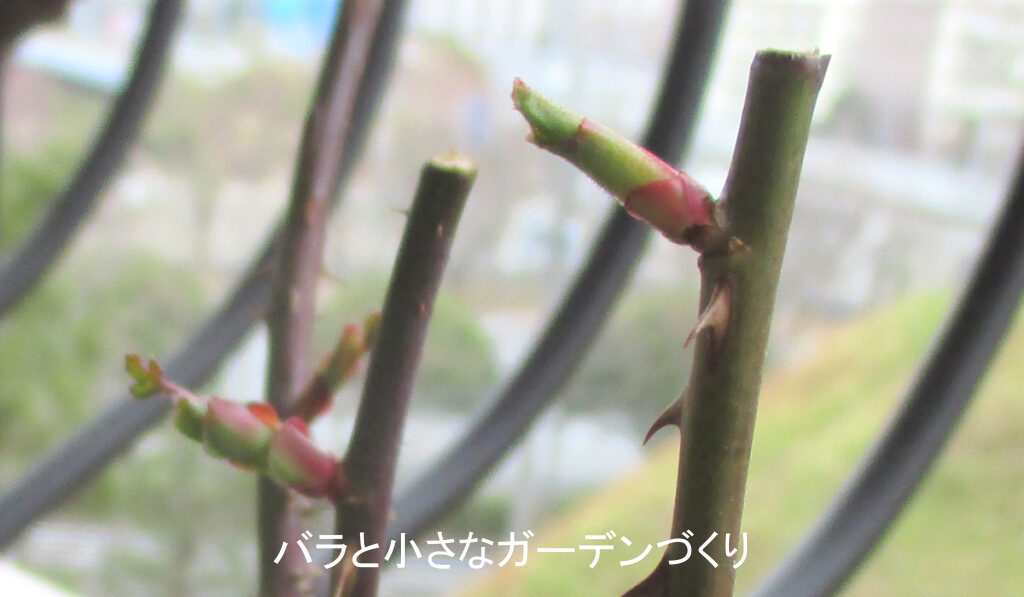 ２月のバラの新芽