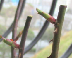 ２月のバラの新芽