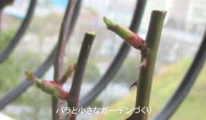 ２月のバラの新芽