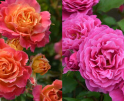 はじめてのバラ選びで迷ったら｜失敗しにくいファーストローズの選び方とおすすめ品種