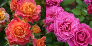 はじめてのバラ選びで迷ったら｜失敗しにくいファーストローズの選び方とおすすめ品種