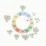 バラの３月のサイクル図