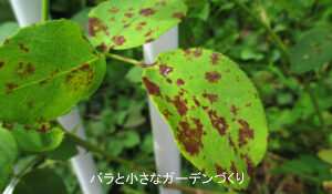 黒星病(黒点病)にかかったバラの葉