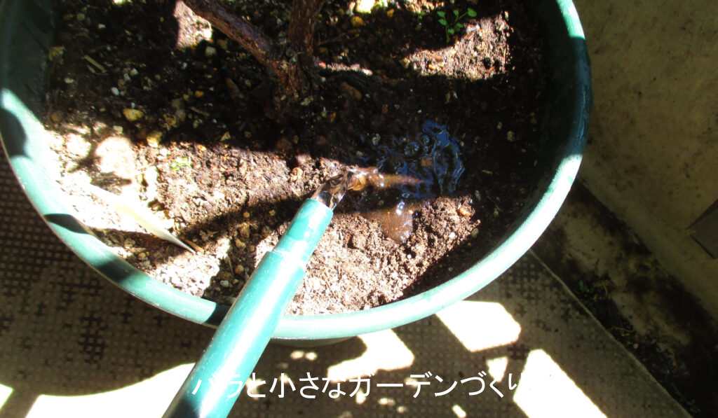 鉢の縁だけに水やりするNG水やり