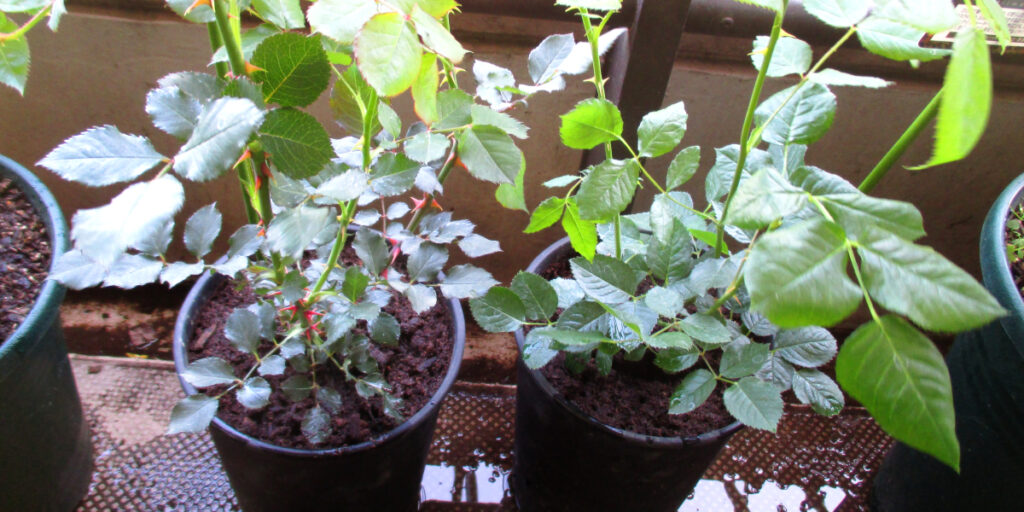 ベランダに並ぶ小さな新苗の鉢