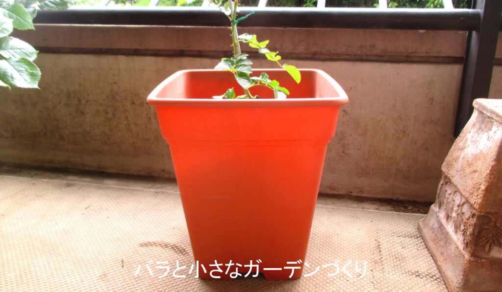 新苗が倒れないよう大きな鉢に仮置き