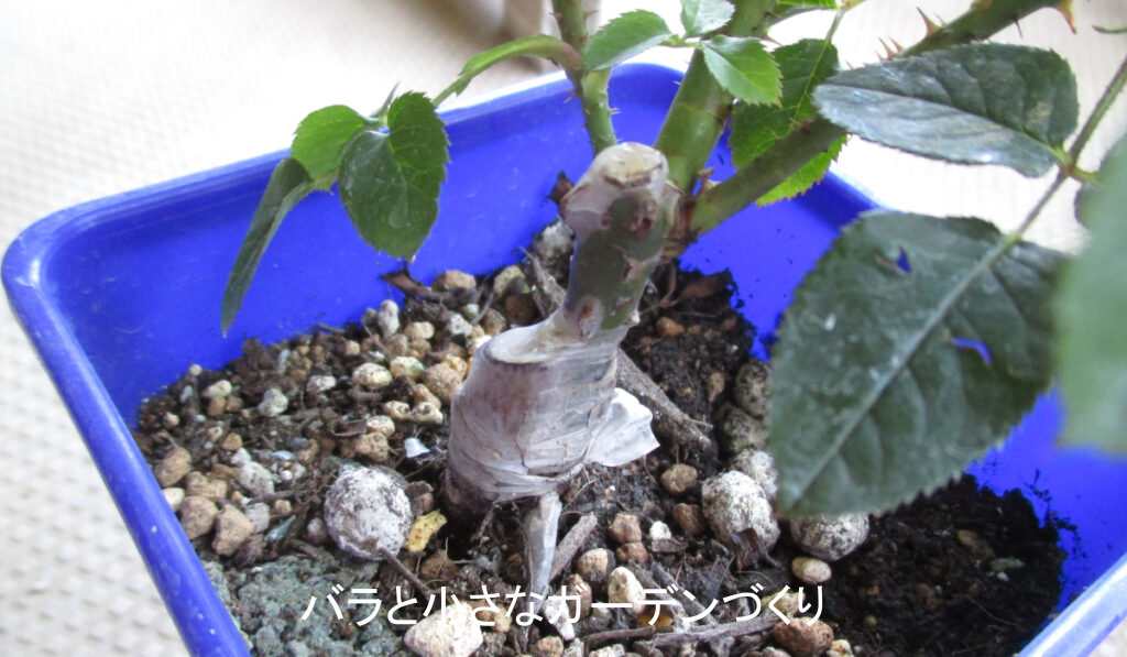 新苗の接ぎ口アップ