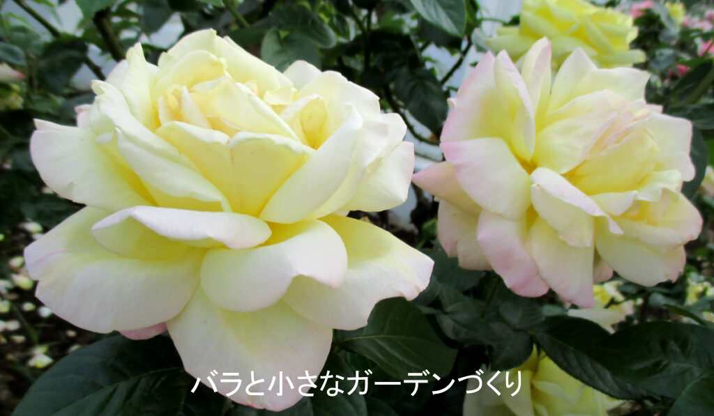 ハイブリッドティー系統のバラ「ピース」