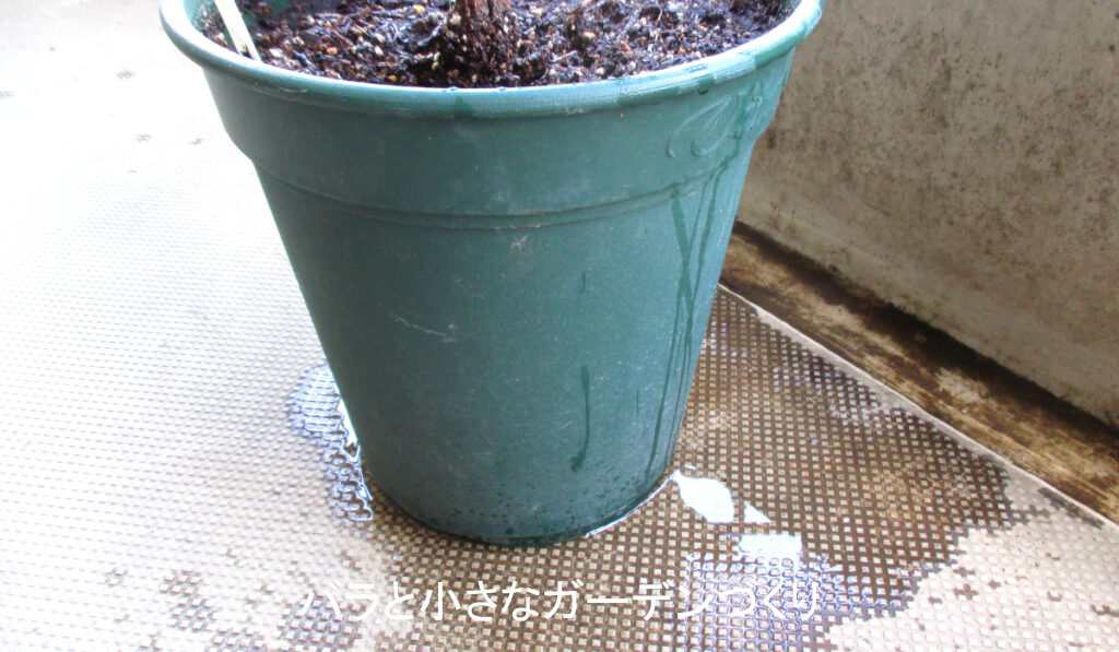 水やりのしかた２（鉢底から水が流れ出る）