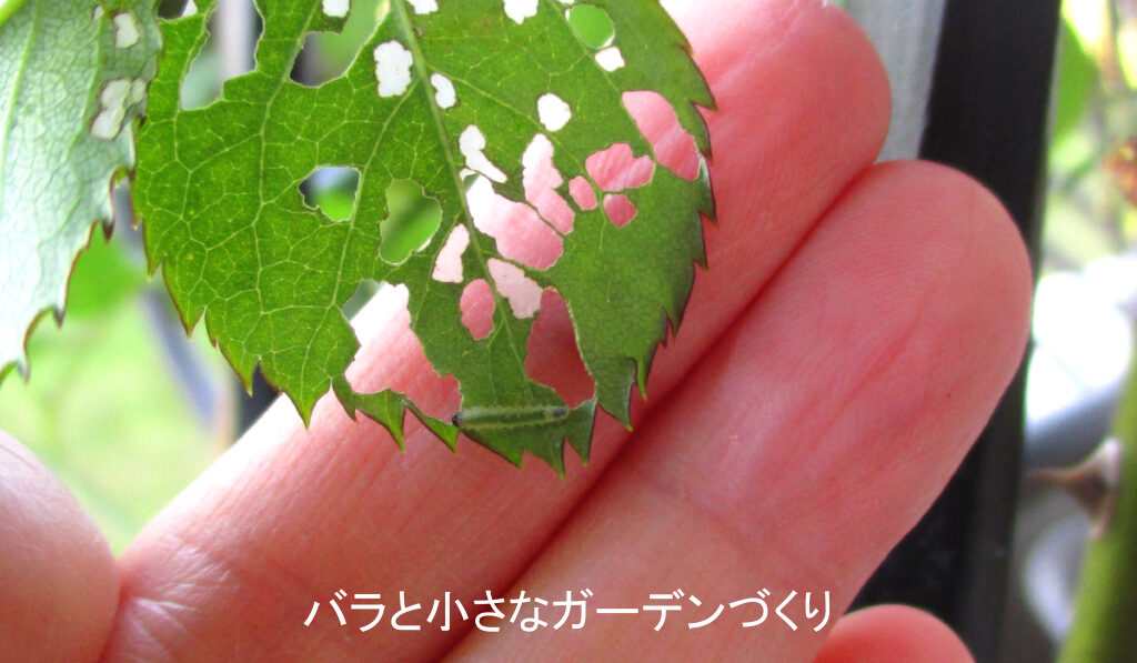 クシヒゲハバチの幼虫