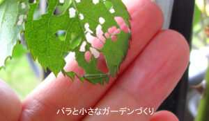 クシヒゲハバチの幼虫