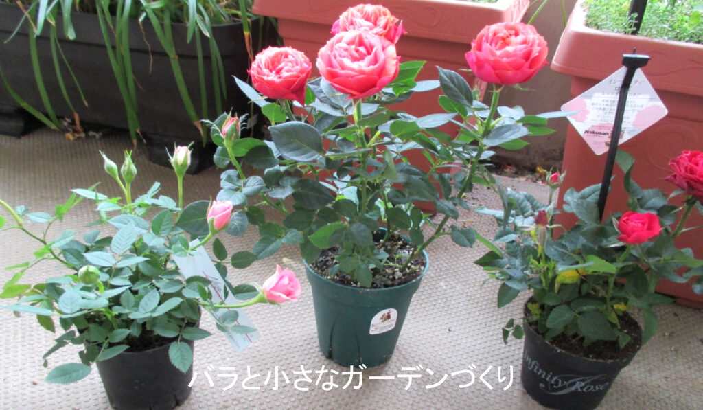 花屋のミニバラ