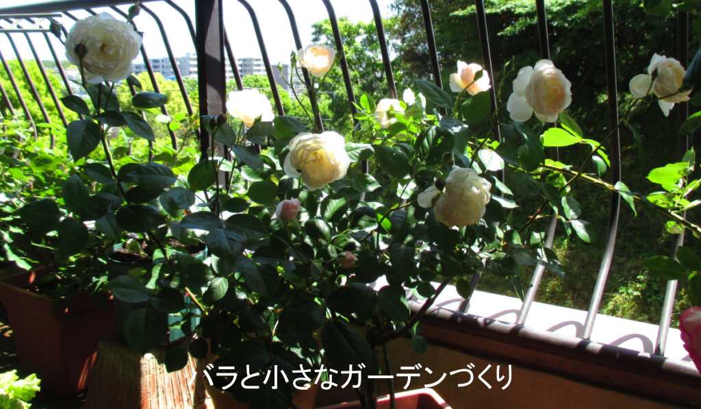 朝日に輝くバラ「デスデモーナ」