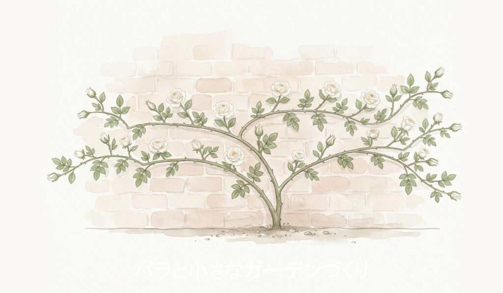 クライミング系統のバラの樹形イラスト