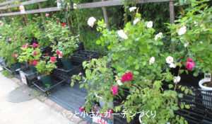 バラ苗が並ぶショップ風景