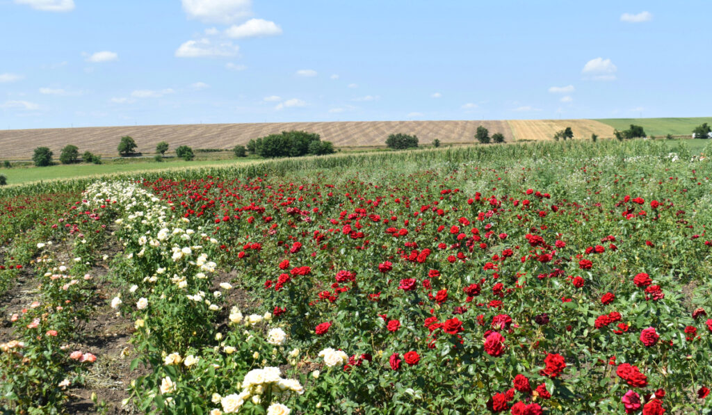 日当りの良い畑で育てられるバラの苗