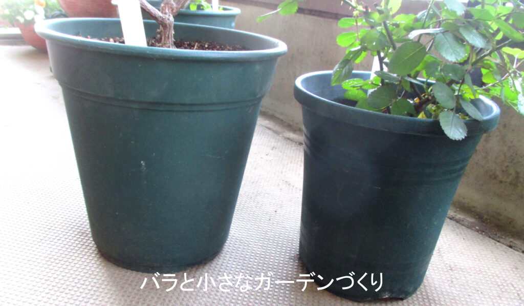 バラの鉢は縦長のロングポット（プラスチック鉢）