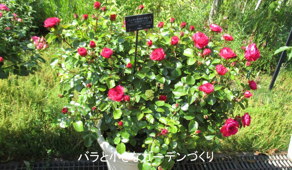 シュラブ系統のバラ「レッド・レオナルドダビンチ」