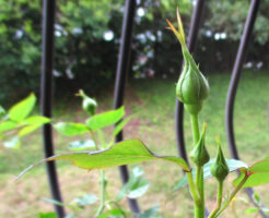 バラのつぼみ蕾