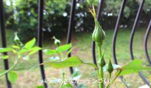 バラのつぼみ蕾