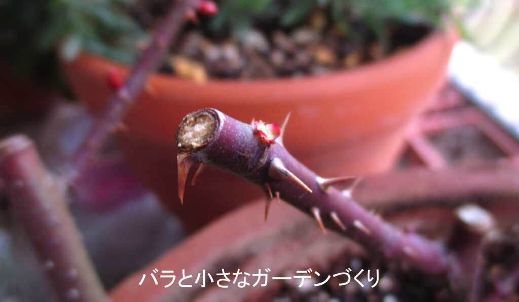 バラの芽が取れた