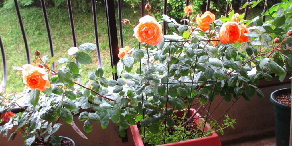 ベランダに咲くレディエマハミルトン