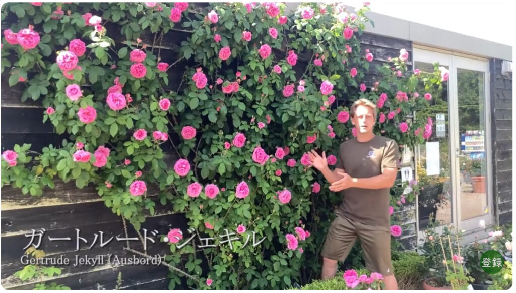 ガートルードジェキルを紹介する陽心さんの画像