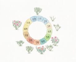 バラの年間サイクルイラスト