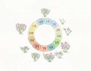 バラの年間サイクルイラスト