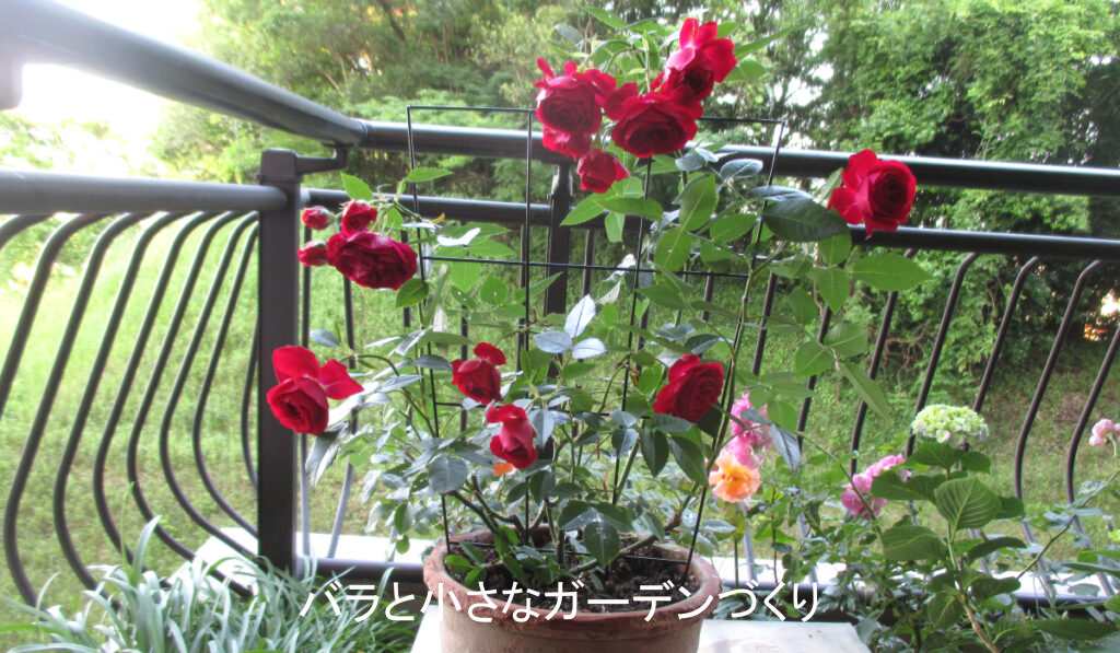 ベランダのレッドキャプテン