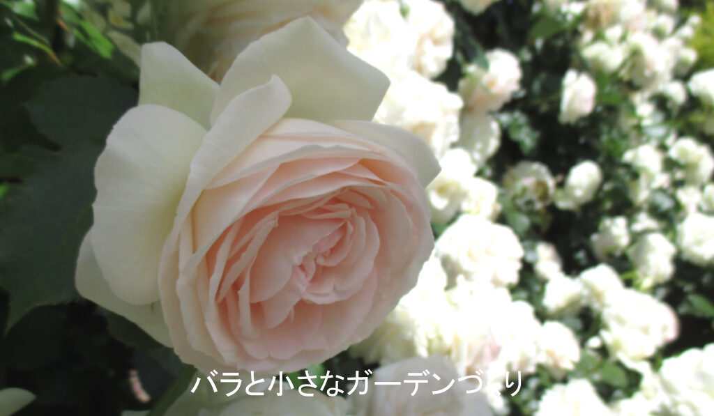 春満開のブランピエールドゥロンサール