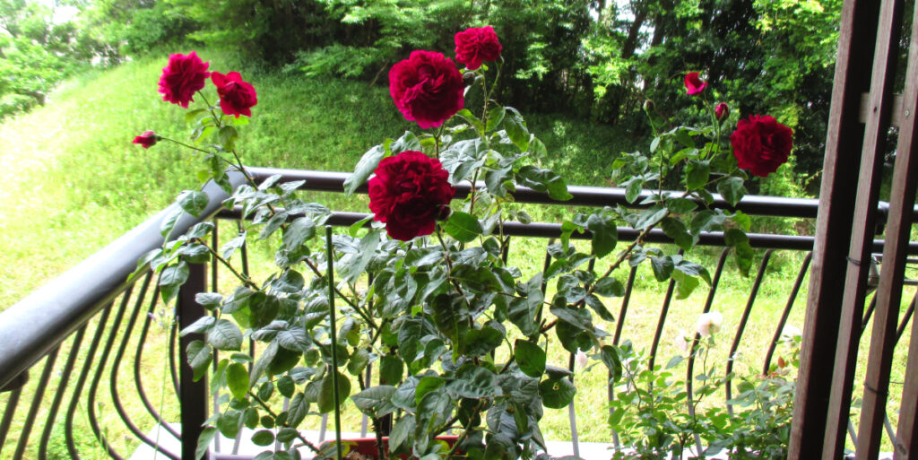 ベランダに咲くアレゴリー