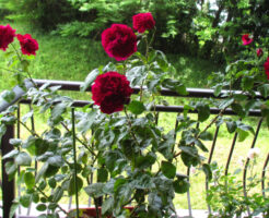 ベランダに咲くアレゴリー