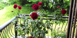 ベランダに咲くアレゴリー