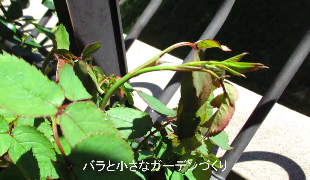 枝先がお辞儀しているバラ