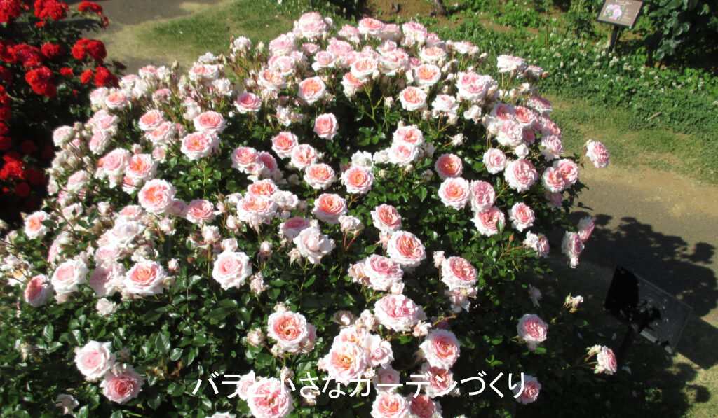 ミニチュア系統のバラ「レディメイアンディナ」