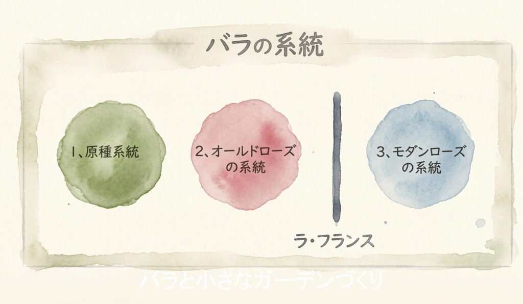 バラの系統イラスト