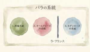 バラの系統イラスト