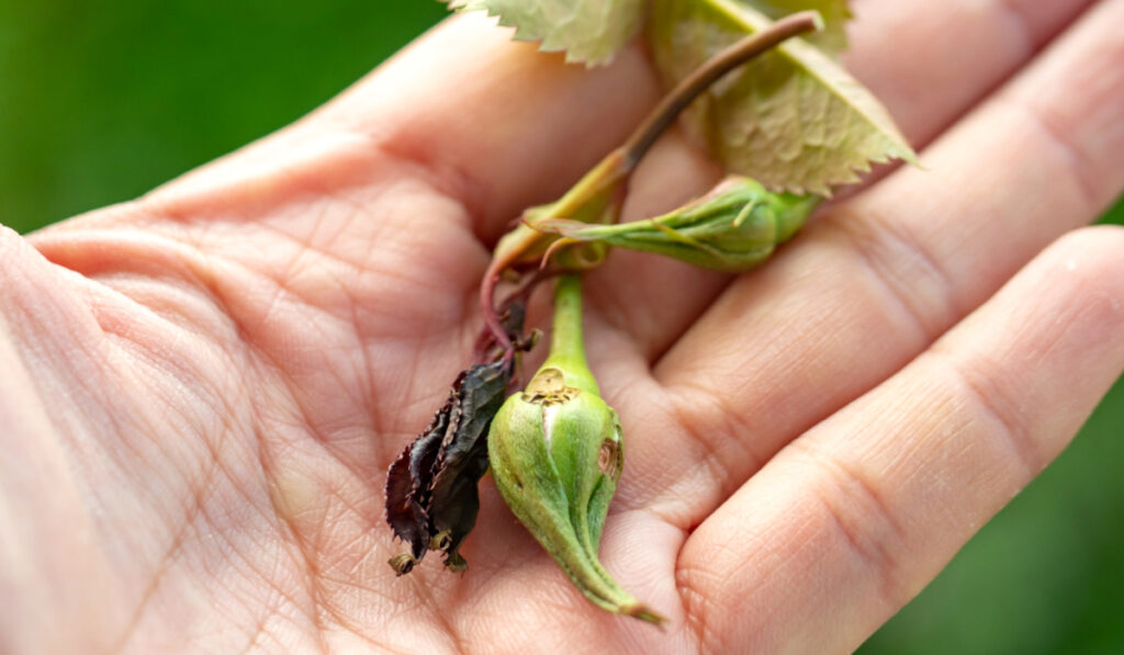 バラゾウムシ被害にあった新芽と蕾