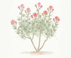 フロリバンダ系統のバラの樹形イラスト