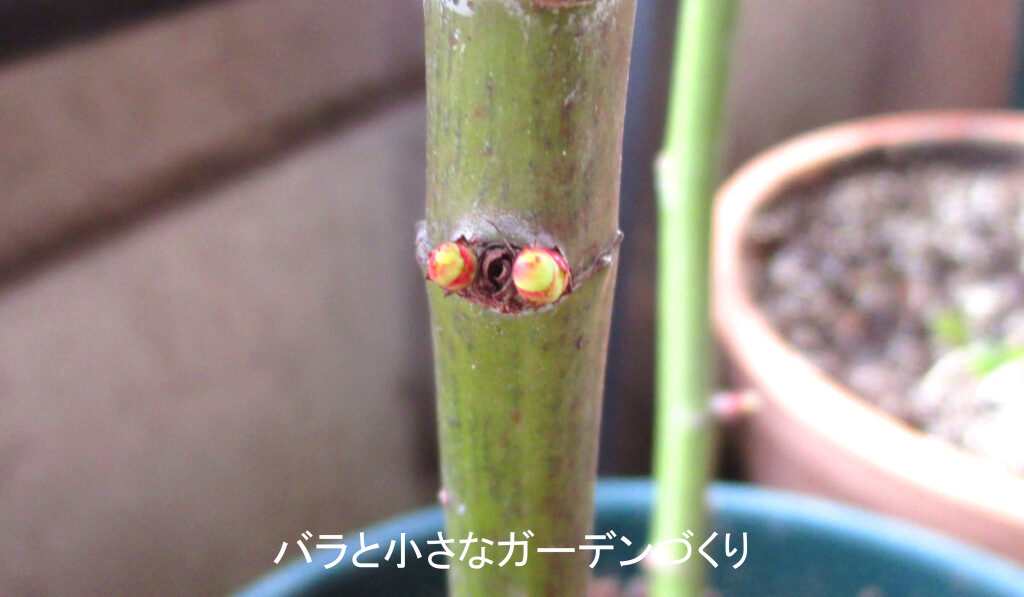 バラの脇芽２つ
